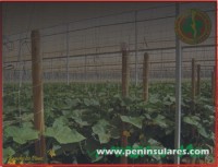 Rancho Los Pinos.